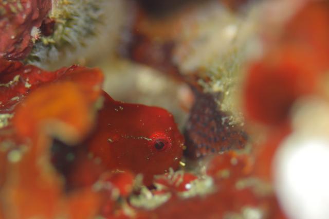 ダンゴまだ居ます！