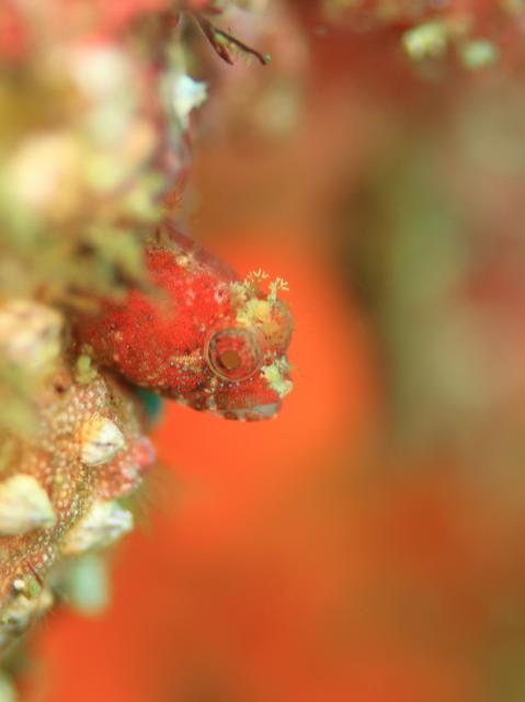 ダンゴまだ居ます！