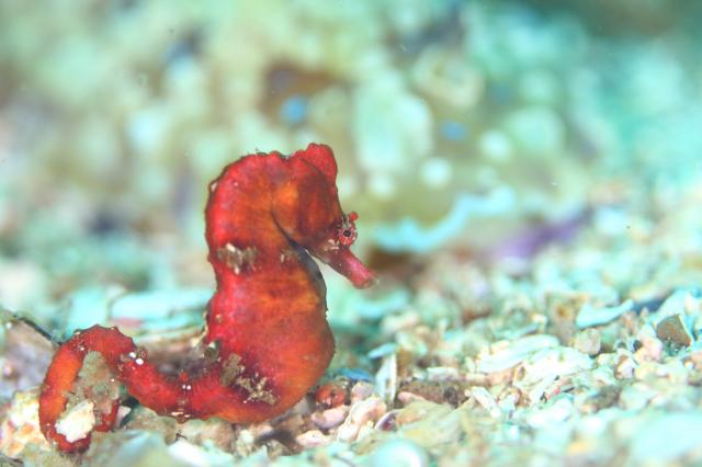 ダンゴまだ居ます！