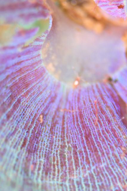 ダンゴまだ居ます！