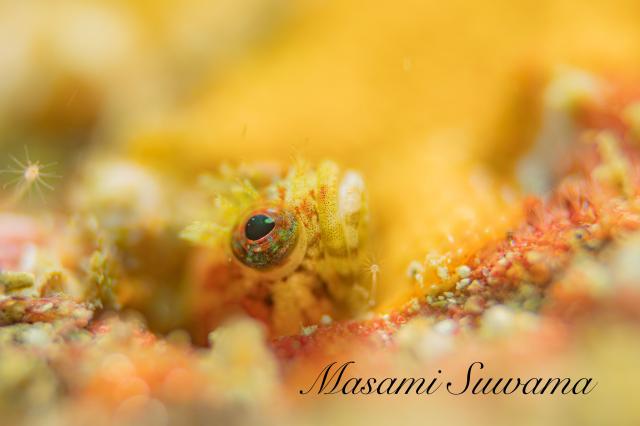 ダンゴまだ居ます！