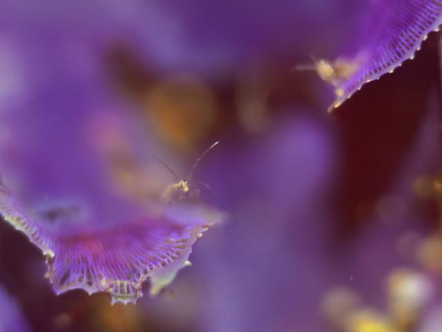 ダンゴまだ居ます！