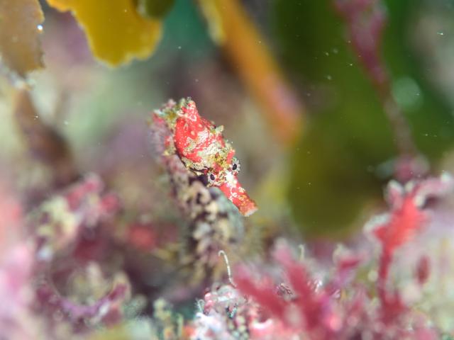 ダンゴまだ居ます！