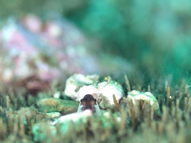 ダンゴまだ居ます！