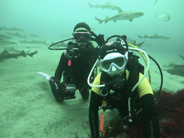 千葉へ遠征！サメダイビング！！