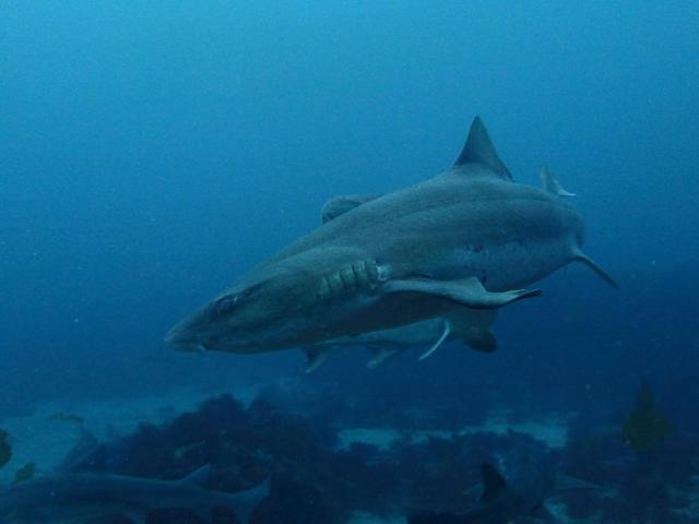 千葉へ遠征！サメダイビング！！