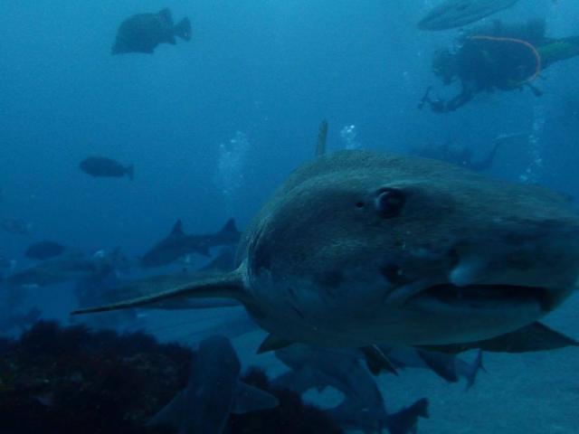 千葉へ遠征！サメダイビング！！