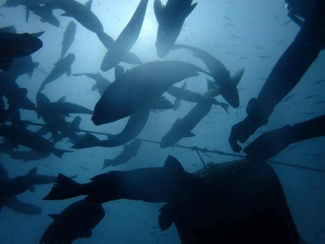 千葉へ遠征！サメダイビング！！