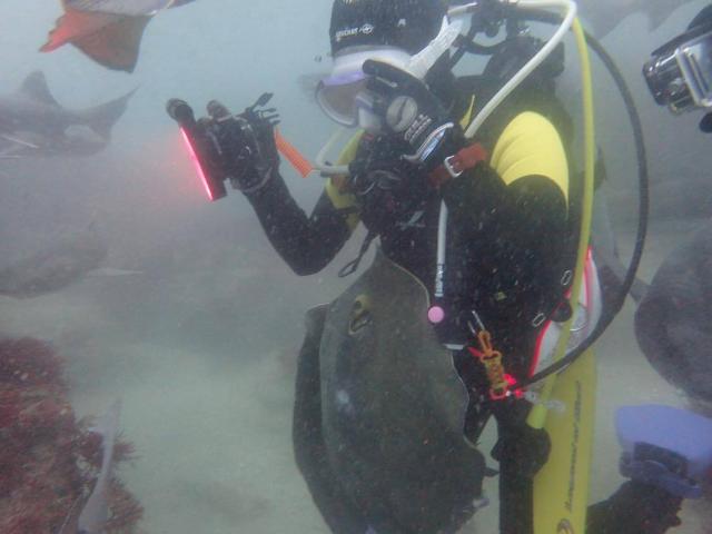 千葉へ遠征！サメダイビング！！