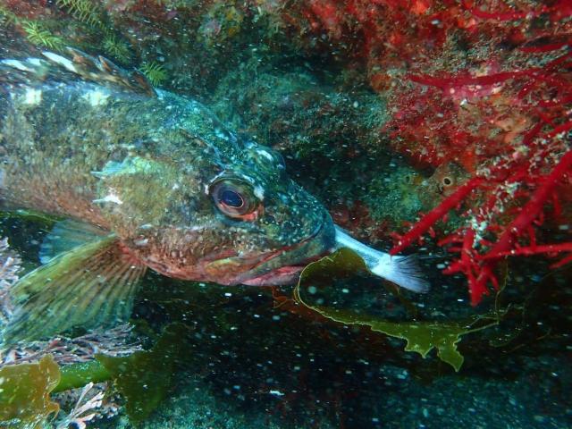 千葉へ遠征！サメダイビング！！