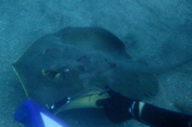 千葉へ遠征！サメダイビング！！