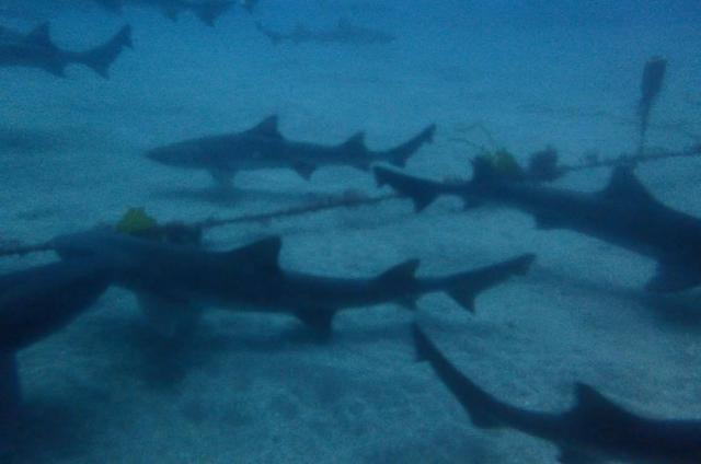 千葉へ遠征！サメダイビング！！