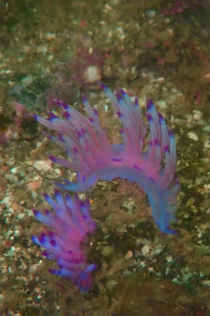 可愛らしい生物増えてきました