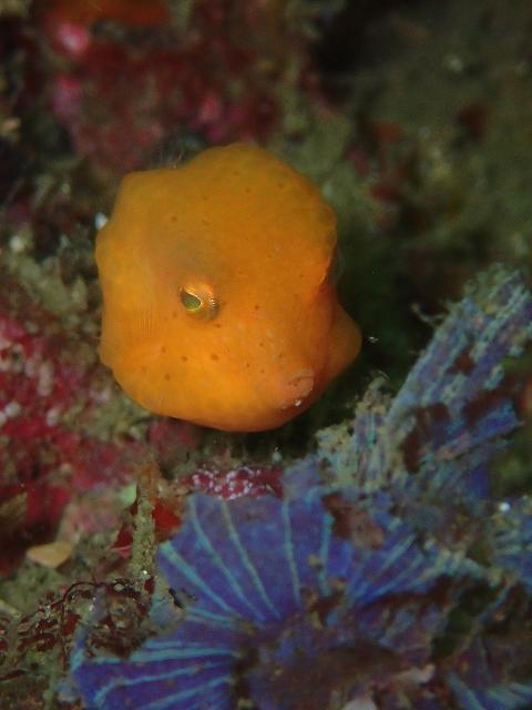 可愛らしい生物増えてきました