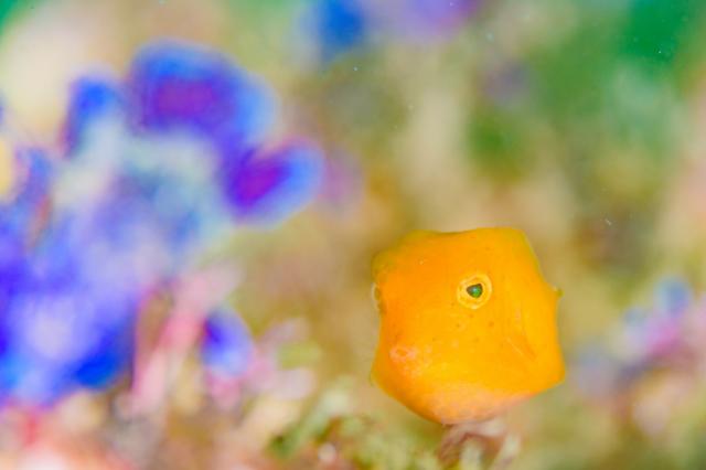 可愛らしい生物増えてきました