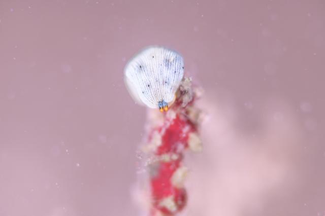 可愛らしい生物増えてきました