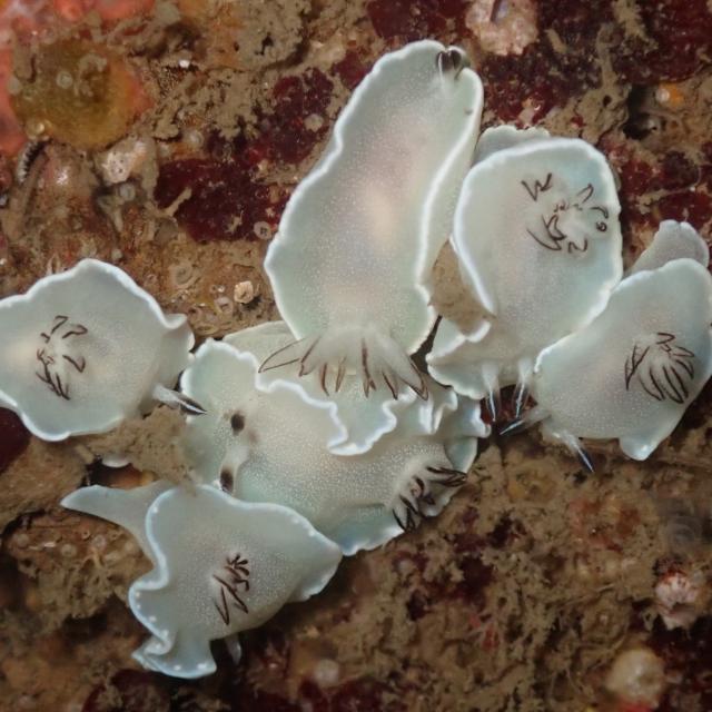 可愛らしい生物増えてきました