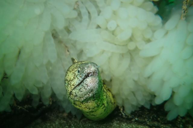 可愛らしい生物増えてきました