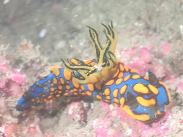 可愛らしい生物増えてきました