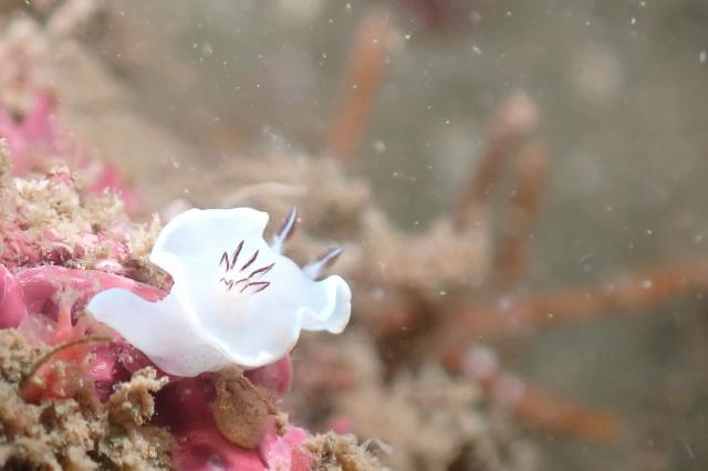 可愛らしい生物増えてきました