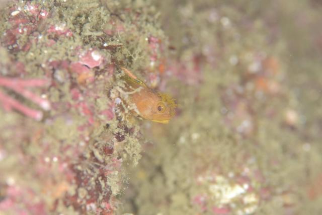 透明度が。。。。