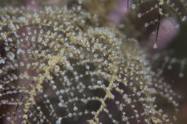 透明度が。。。。