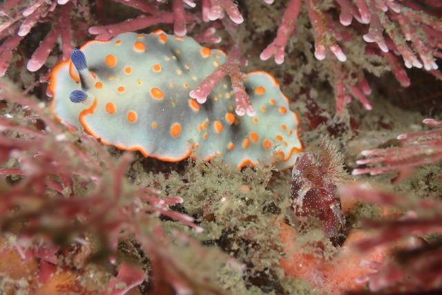 透明度が。。。。