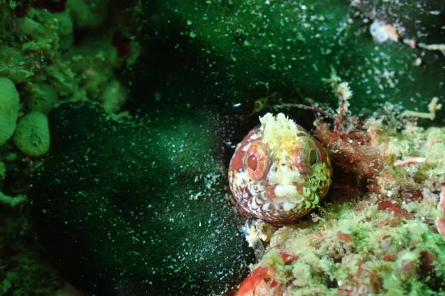 透明度が。。。。