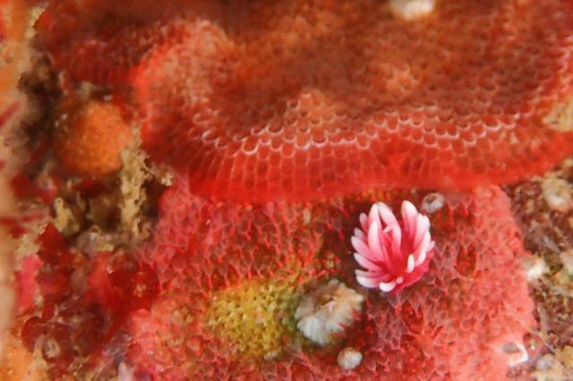 透明度が。。。。