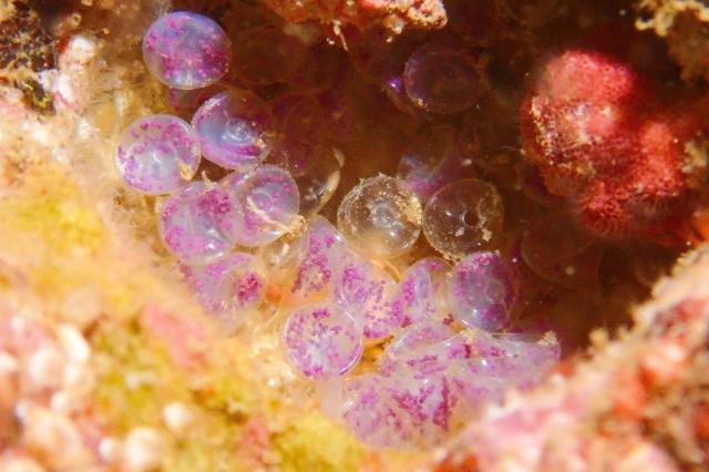 透明度が。。。。