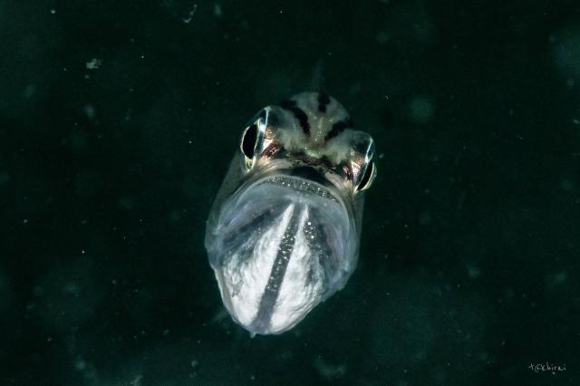 透明度が。。。。