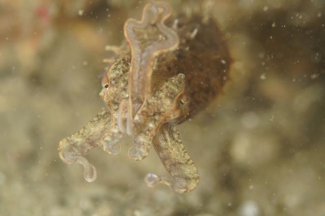 七夕に、１０００本＆７７７本＆６００本記念ダイブ