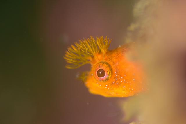 七夕に、１０００本＆７７７本＆６００本記念ダイブ