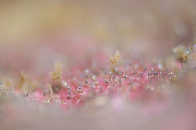 七夕に、１０００本＆７７７本＆６００本記念ダイブ