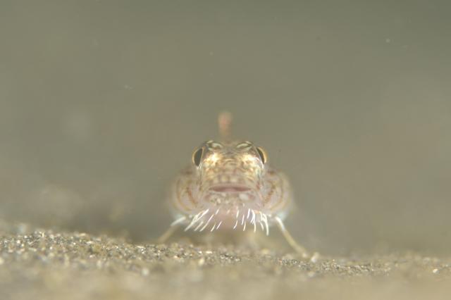 七夕に、１０００本＆７７７本＆６００本記念ダイブ