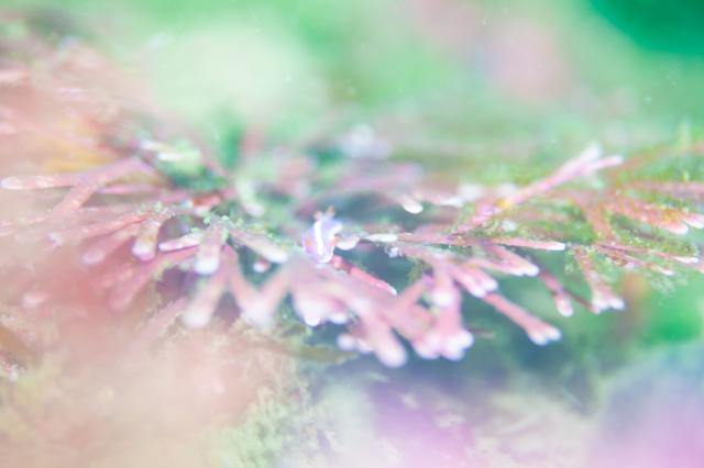 七夕に、１０００本＆７７７本＆６００本記念ダイブ