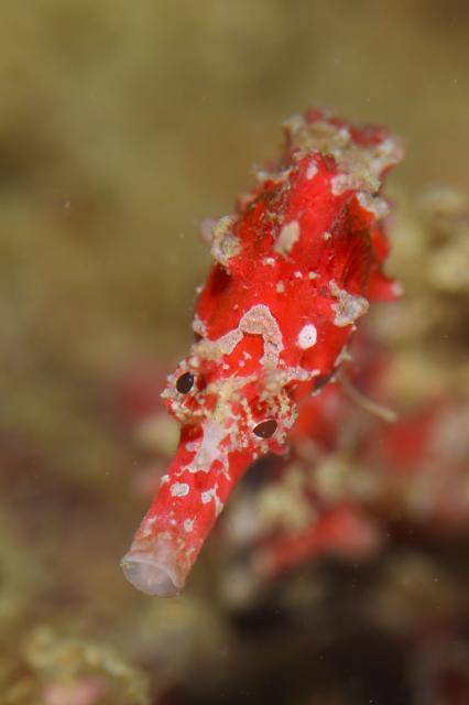 七夕に、１０００本＆７７７本＆６００本記念ダイブ