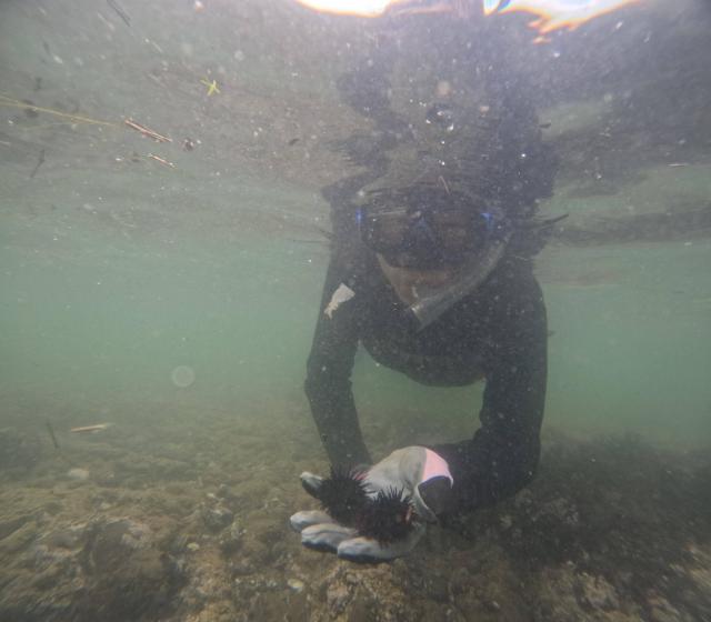 七夕に、１０００本＆７７７本＆６００本記念ダイブ