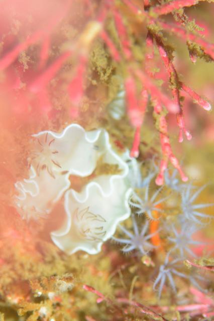 七夕に、１０００本＆７７７本＆６００本記念ダイブ