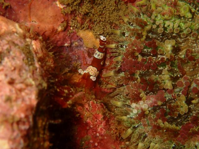 七夕に、１０００本＆７７７本＆６００本記念ダイブ