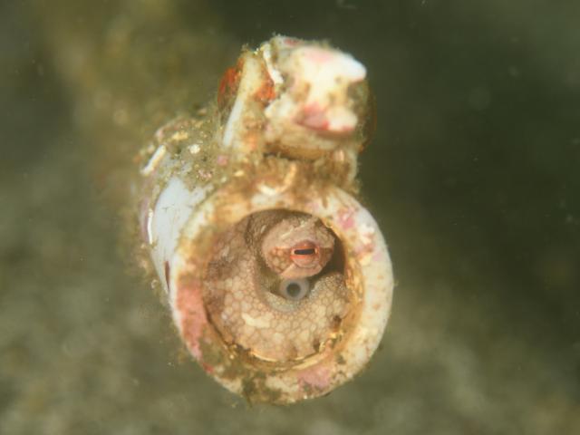 七夕に、１０００本＆７７７本＆６００本記念ダイブ