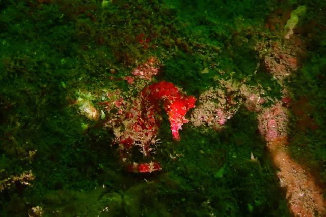 七夕に、１０００本＆７７７本＆６００本記念ダイブ