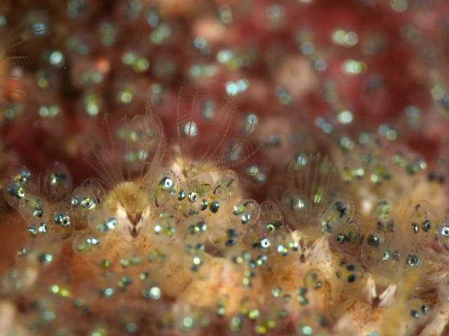 七夕に、１０００本＆７７７本＆６００本記念ダイブ