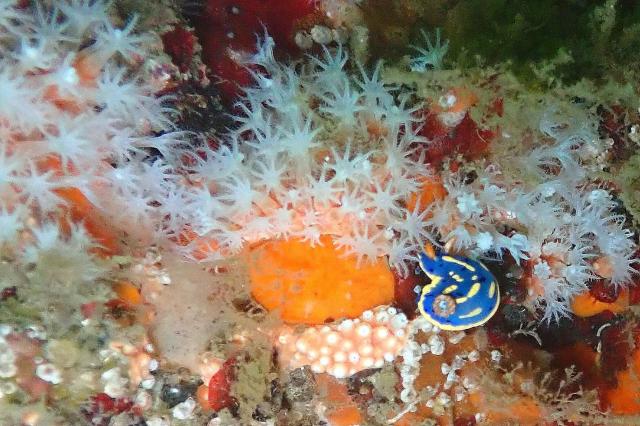 七夕に、１０００本＆７７７本＆６００本記念ダイブ