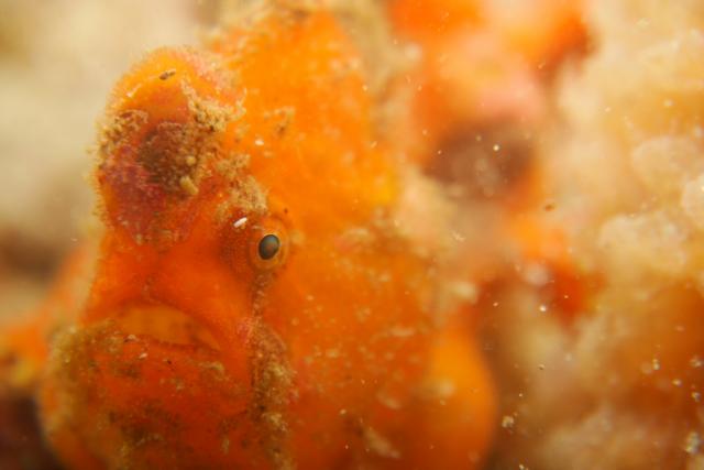 七夕に、１０００本＆７７７本＆６００本記念ダイブ