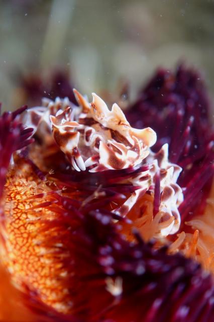 ５００本記念！！