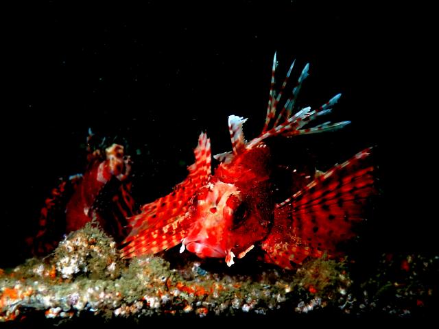 ５００本記念！！