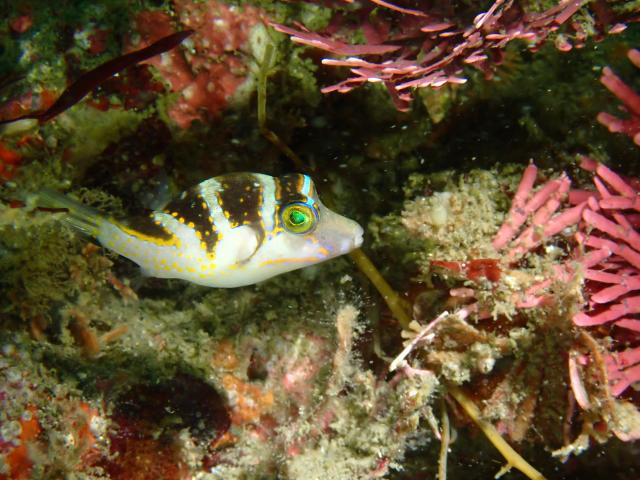 ５００本記念！！