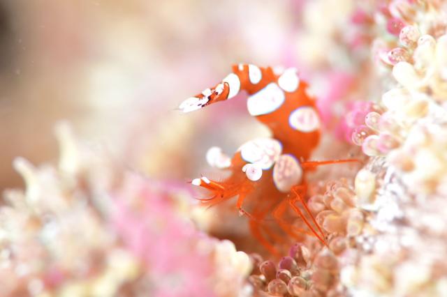 ５００本記念！！