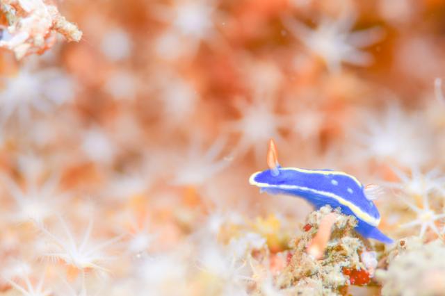 ５００本記念！！